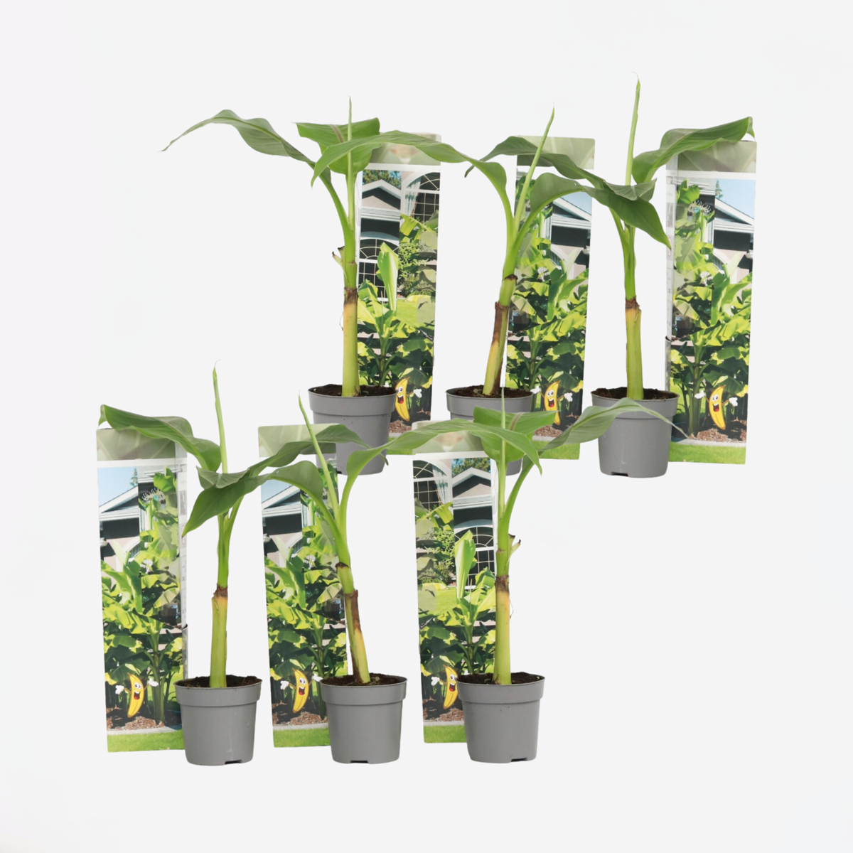 Fruit Trees Bananenpflanze - 6 Stk - Musa Basjoo - Höhe 25-40Cm - ⌀9Cm