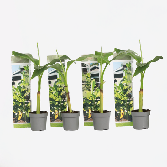 Fruit Trees Bananenpflanze - 4 Stk - Musa Basjoo - Höhe 25-40Cm - ⌀9Cm