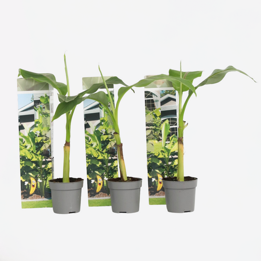 Fruit Trees Bananenpflanze - 3 Stk - Musa Basjoo - Höhe 25-40Cm - ⌀9Cm