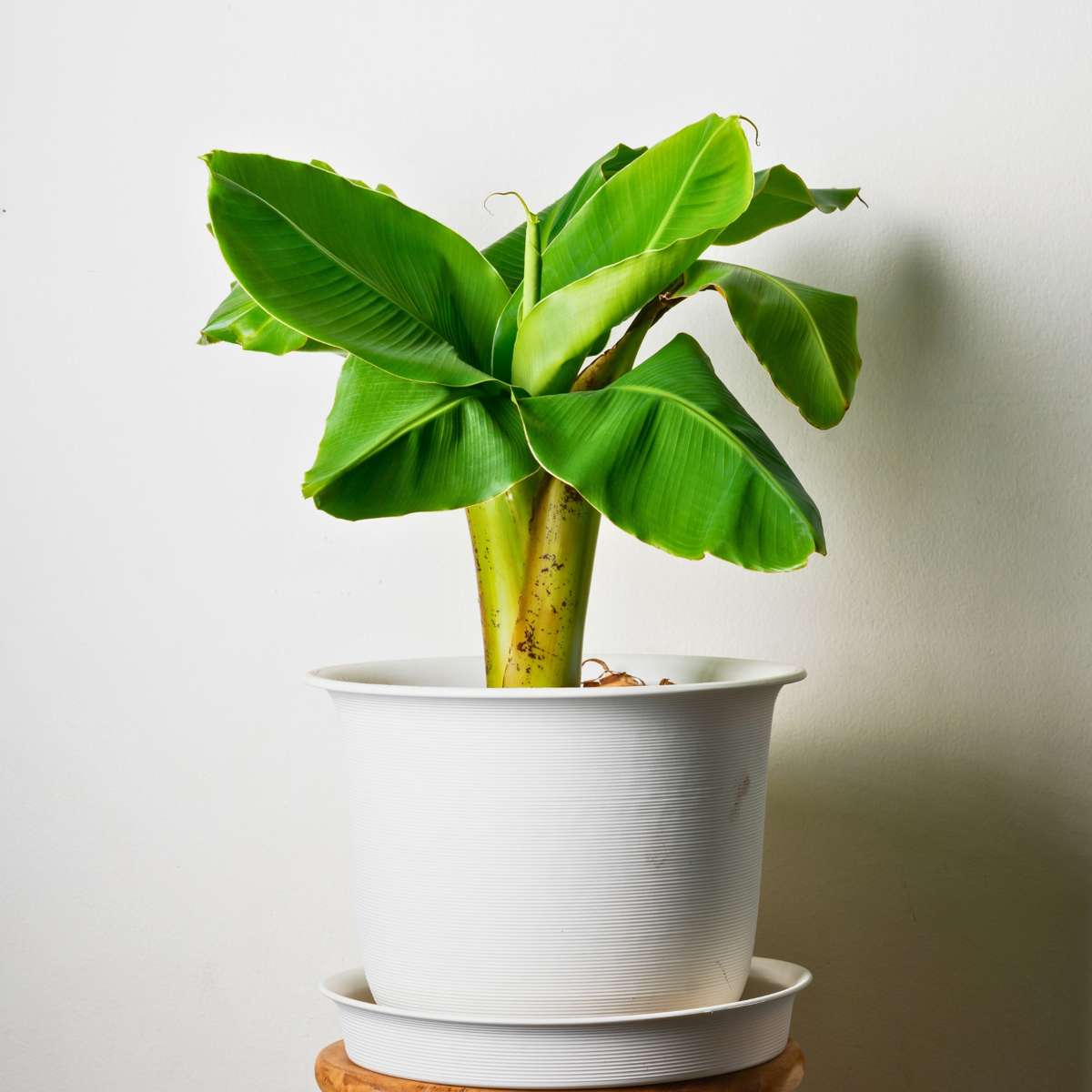 Fruit Trees Bananenpflanze - 2 Stk - Musa Basjoo - Höhe 25-40Cm - ⌀9Cm