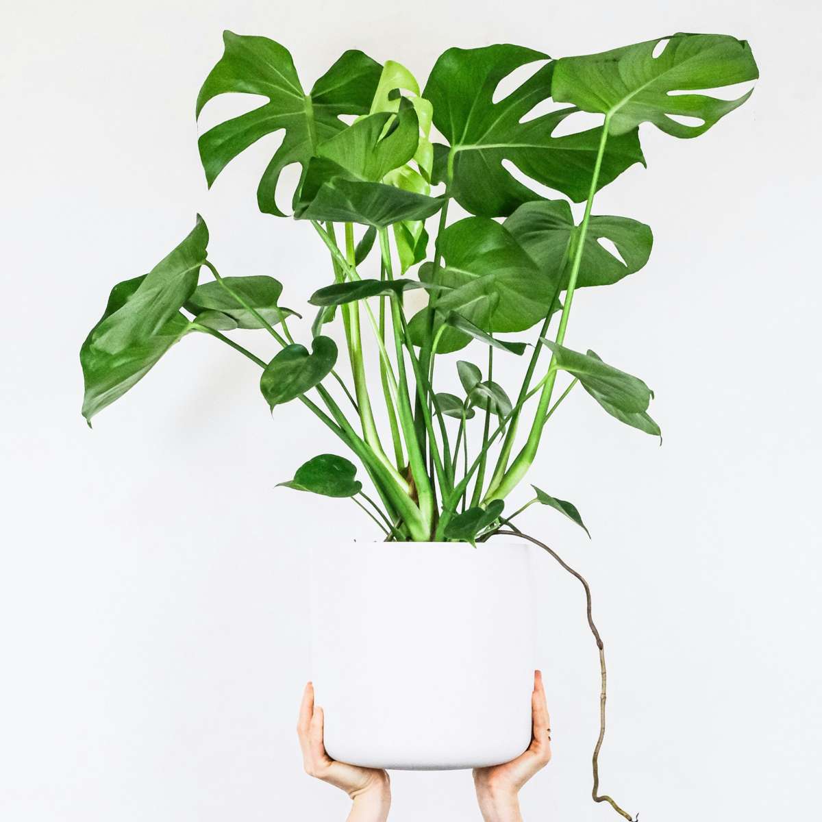 Monstera Fensterblatt - Monstera Deliciosa - Höhe 70-80Cm - ⌀21Cm