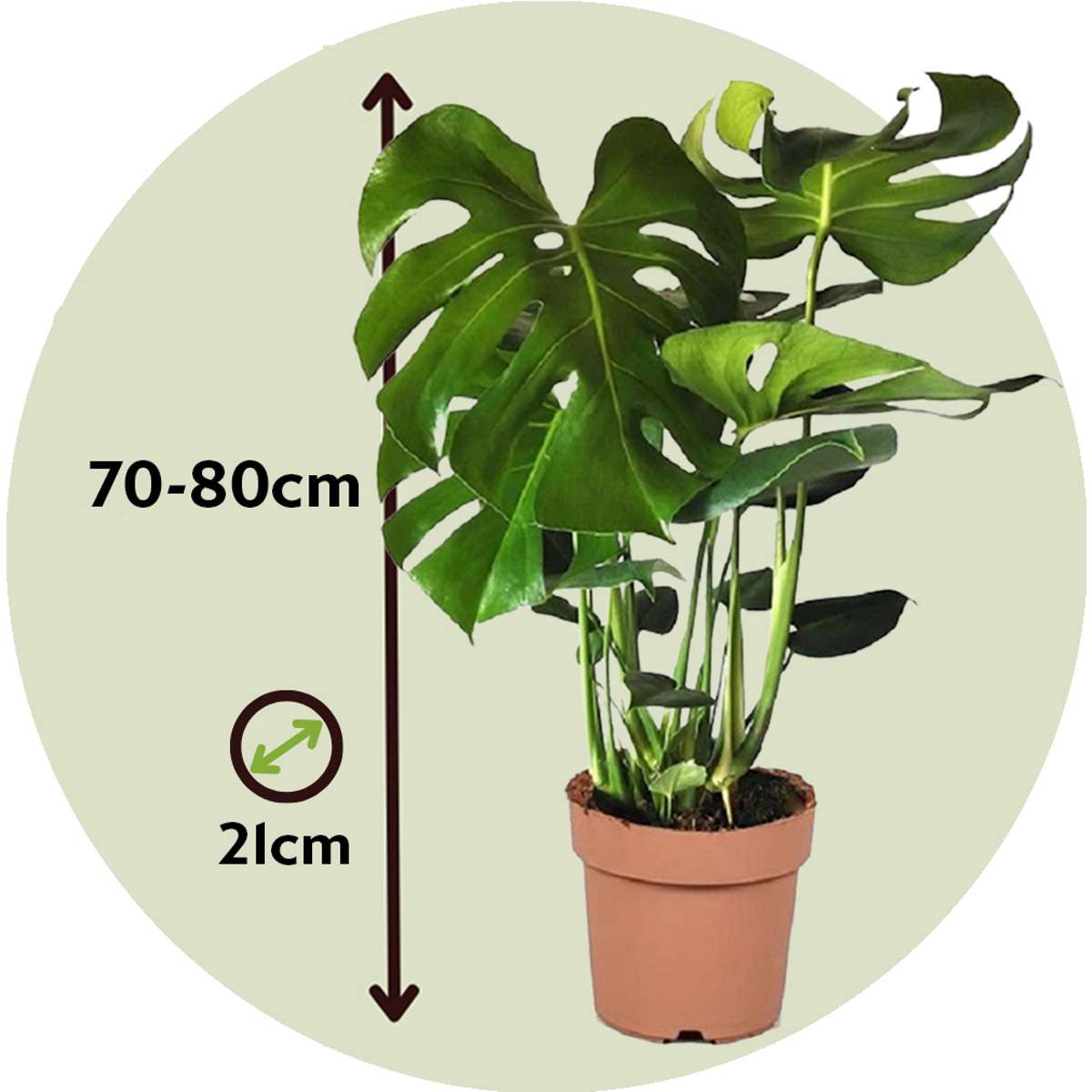 Monstera Fensterblatt - Monstera Deliciosa - Höhe 70-80Cm - ⌀21Cm