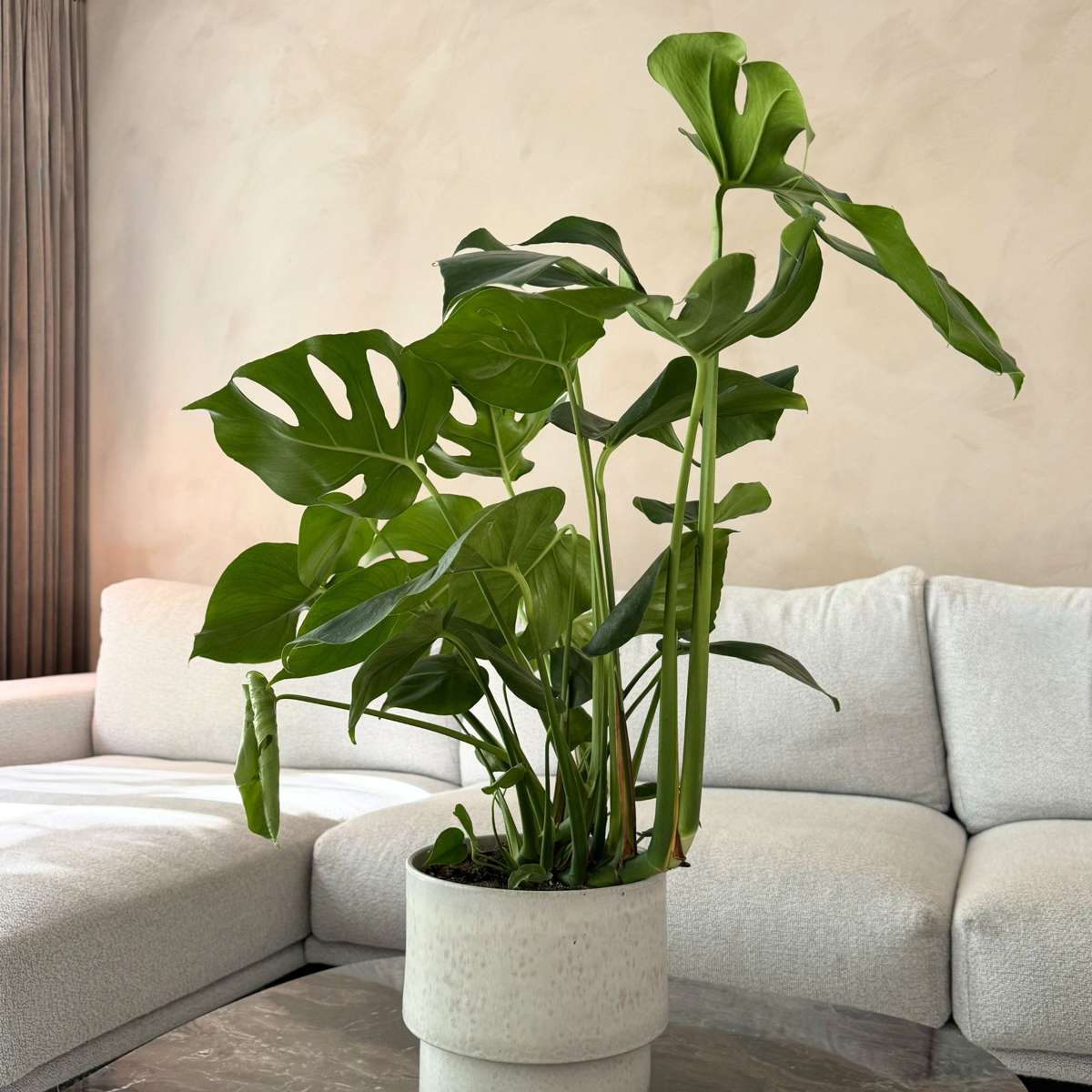 Monstera Fensterblatt - Monstera Deliciosa - Höhe 70-80Cm - ⌀21Cm