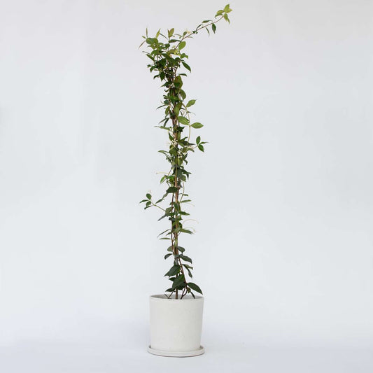 Climbers Jasmin - Trachelospermum Jasminoides - Höhe 110-120Cm - ⌀17Cm