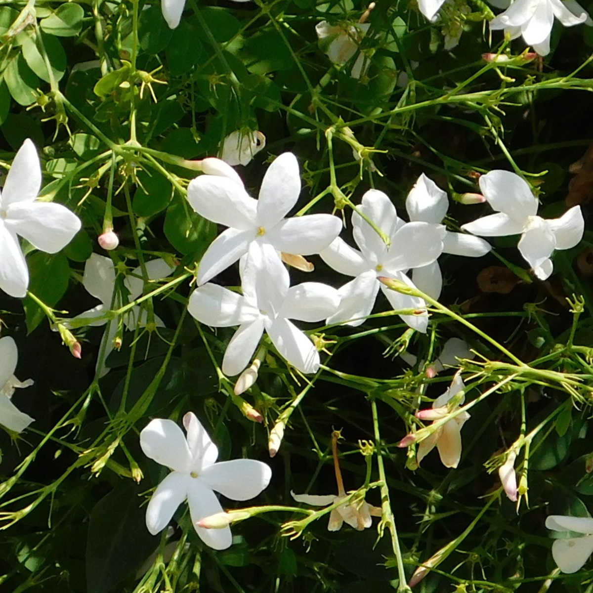 Climbers Jasmin - Trachelospermum Jasminoides - Höhe 110-120Cm - ⌀17Cm
