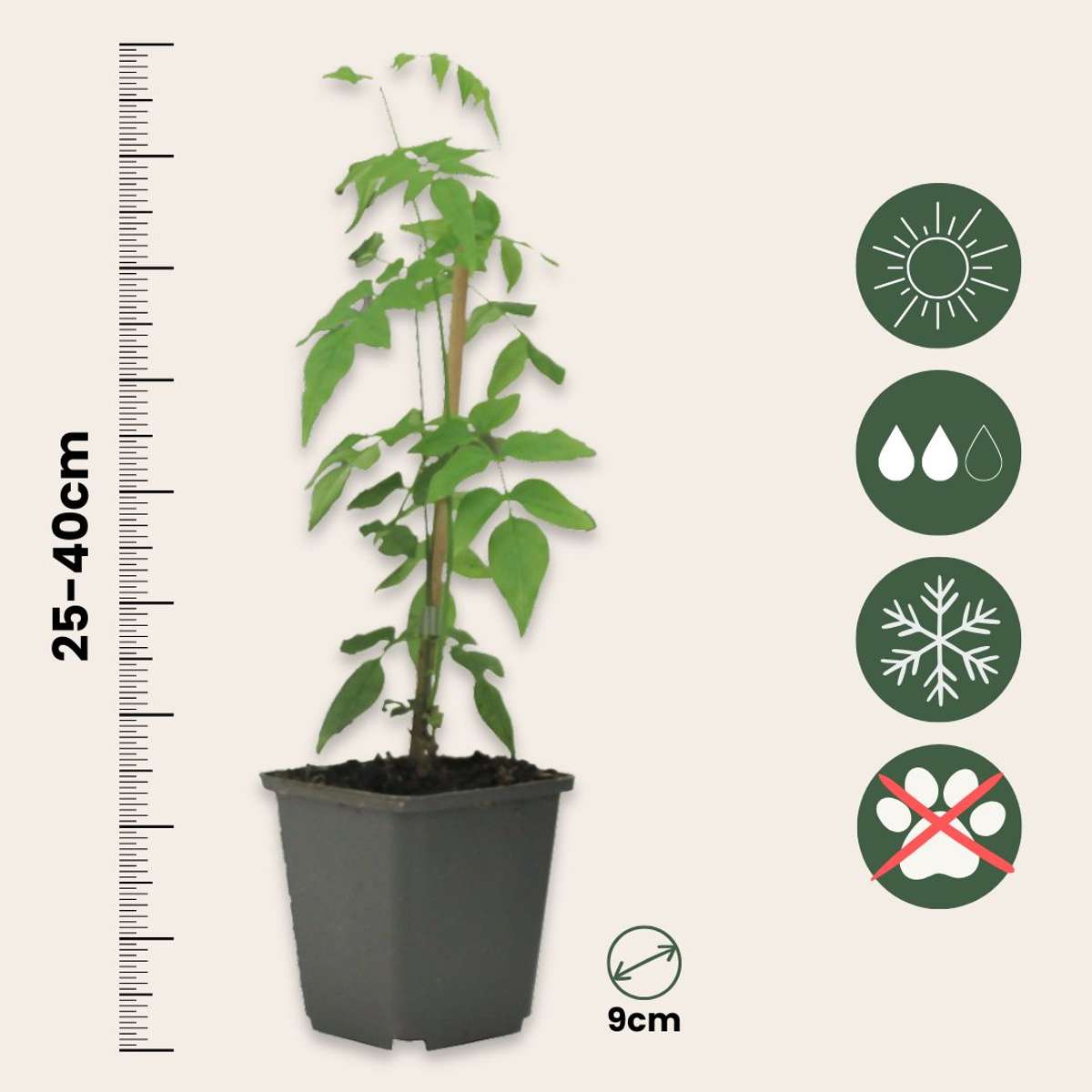 Climbers Jasmin - 3 Stk - Jasminum 'Officinale' - Höhe 25-40Cm - ⌀9Cm