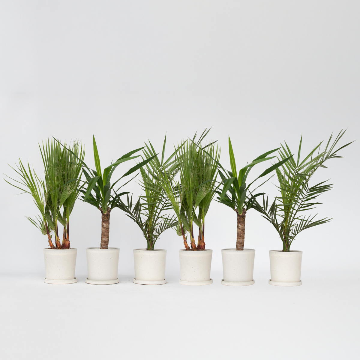 Indoor Palms Zimmerpalmen-Mix - 6 Stk - Indoor Palmmix - Höhe 50-70Cm - ⌀14Cm