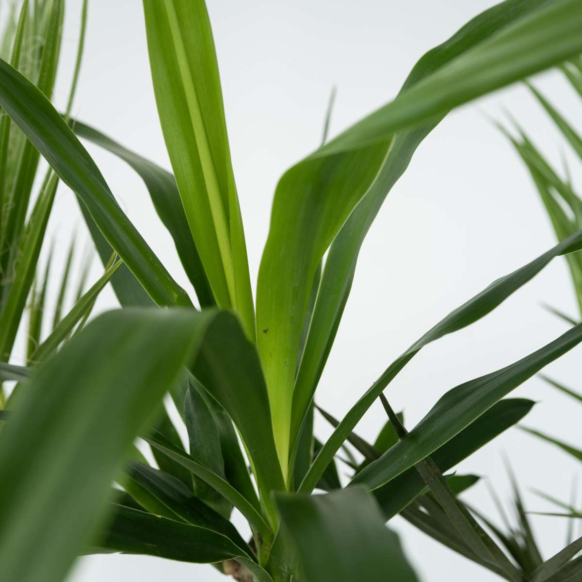 Indoor Palms Zimmerpalmen-Mix - 6 Stk - Indoor Palmmix - Höhe 50-70Cm - ⌀14Cm