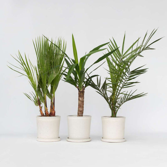 Indoor Palms Zimmerpalmen-Mix - 3 Stk - Indoor Palmmix - Höhe 50-70Cm - ⌀14Cm