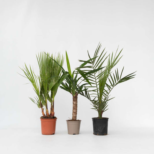 Indoor Palms Zimmerpalmen-Mix - 3 Stk - Indoor Palmmix - Höhe 50-70Cm - ⌀14Cm