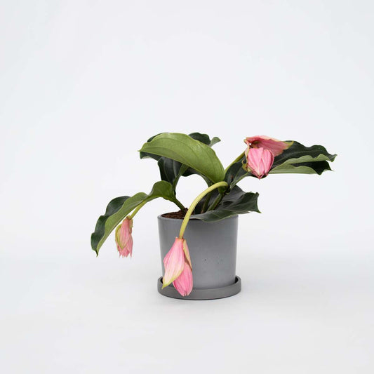 Blooming Houseplants Rosenmedinilla - Medinilla Magnifica - Höhe 40-50Cm - ⌀17Cm