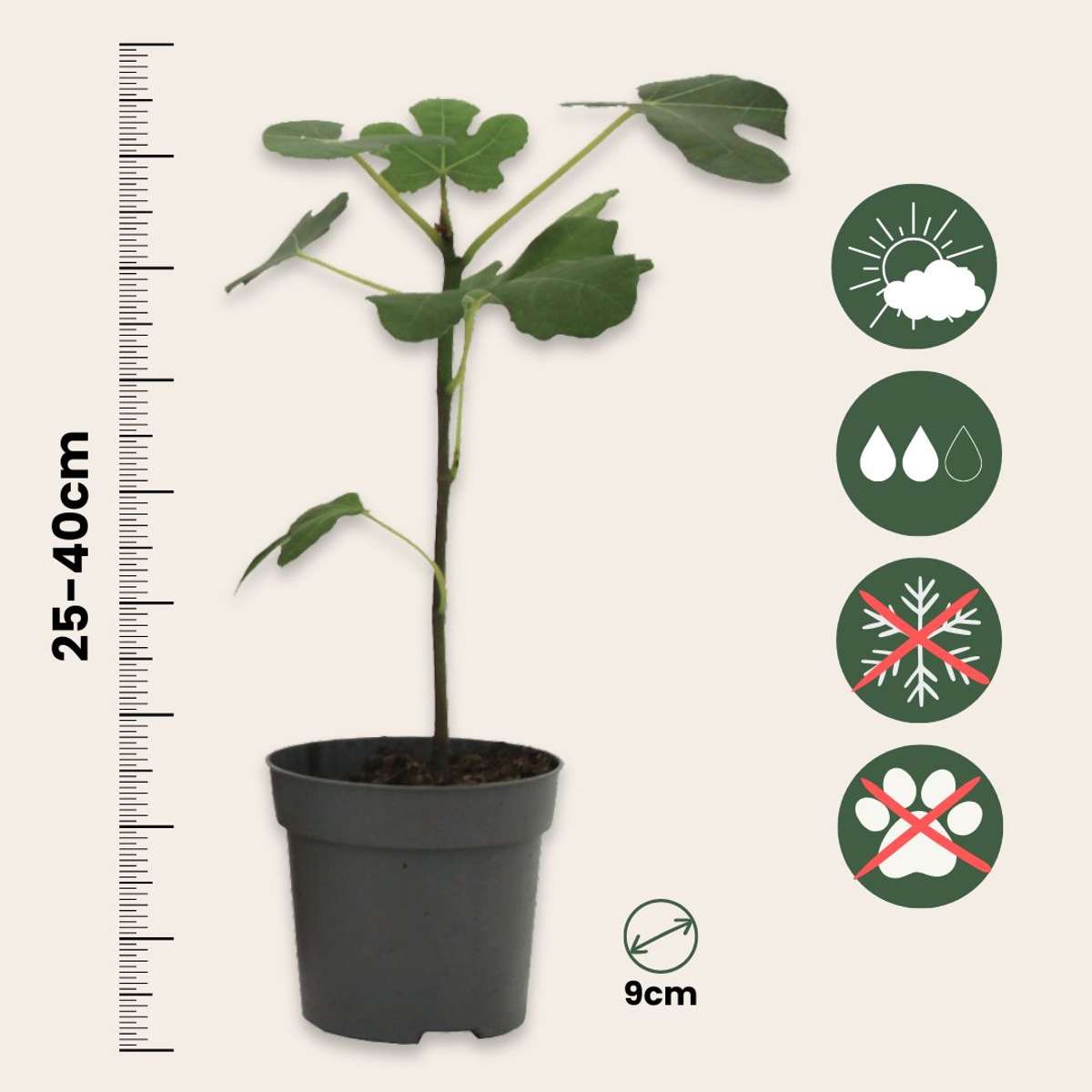 Fruit Trees Mediterranen Obstbäumen - 4 Stk - Höhe 25-40Cm - ⌀9Cm