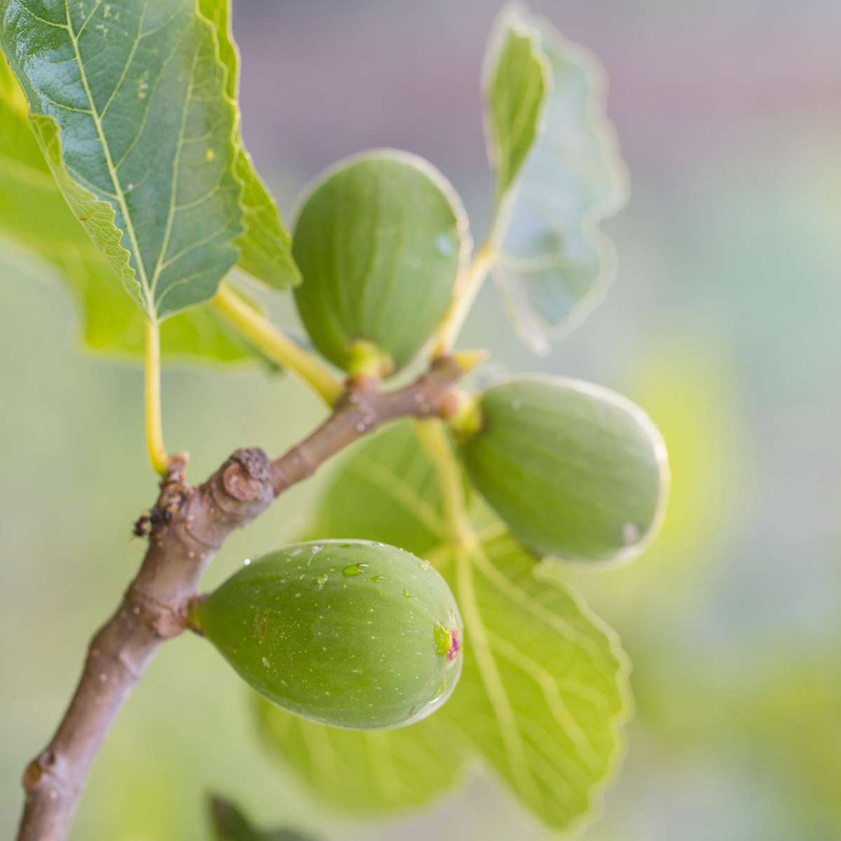 Fruit Trees Mediterranen Obstbäumen - 4 Stk - Höhe 25-40Cm - ⌀9Cm