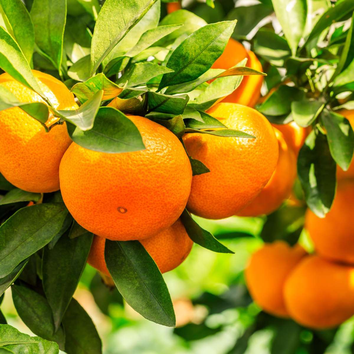 Fruit Trees Mediterranen Obstbäumen - 4 Stk - Höhe 25-40Cm - ⌀9Cm