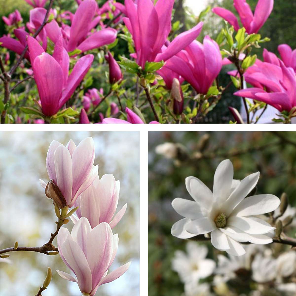 Magnolia Magnolie - 6 Stk - Magnolia - Höhe 25-40Cm - ⌀9Cm