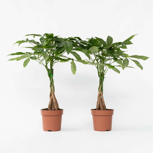Other Green Houseplants Glückskastanie - 2 Stk - Pachira Aquatica - Höhe 60-70Cm - ⌀17Cm
