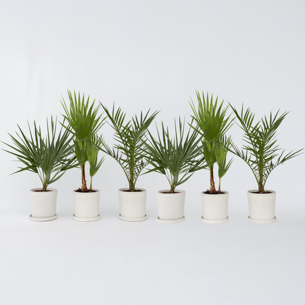 Garden Palms Gartenpalmen - 6 Stk - Phoenix,Chamaerops,Washingtonia - Höhe 50-70Cm - ⌀15Cm