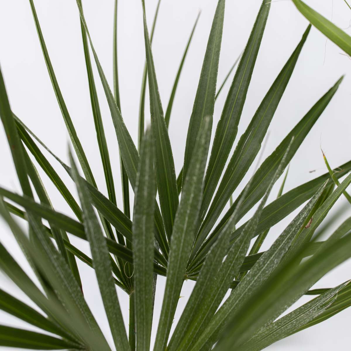 Garden Palms Gartenpalmen - 6 Stk - Phoenix,Chamaerops,Washingtonia - Höhe 50-70Cm - ⌀15Cm