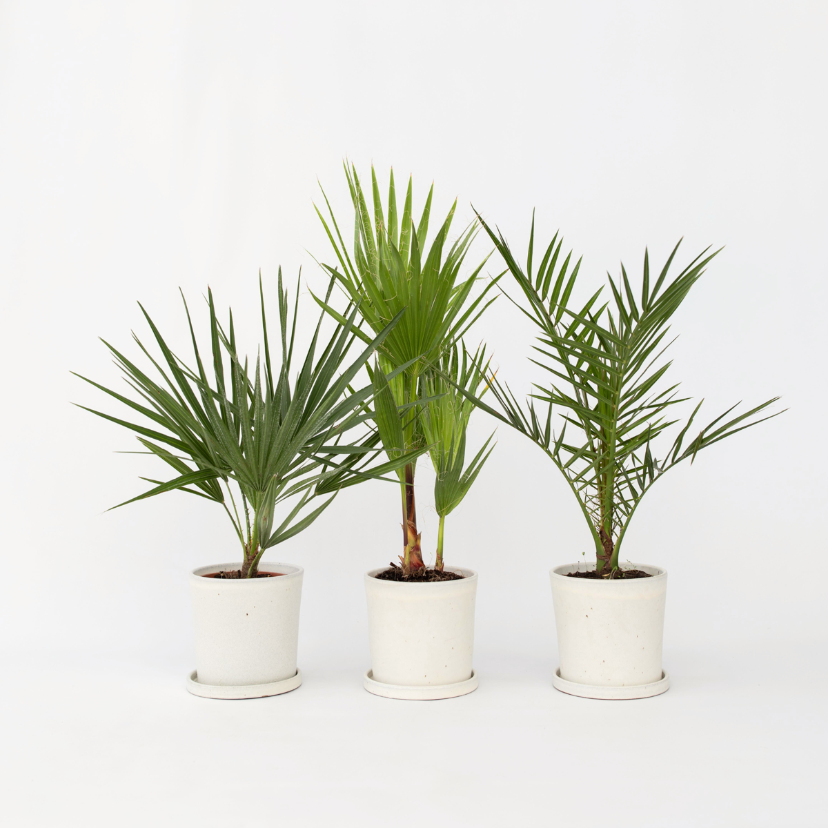 Garden Palms Gartenpalmen - 3 Stk - Phoenix,Chamaerops,Washingtonia - Höhe 50-70Cm - ⌀15Cm
