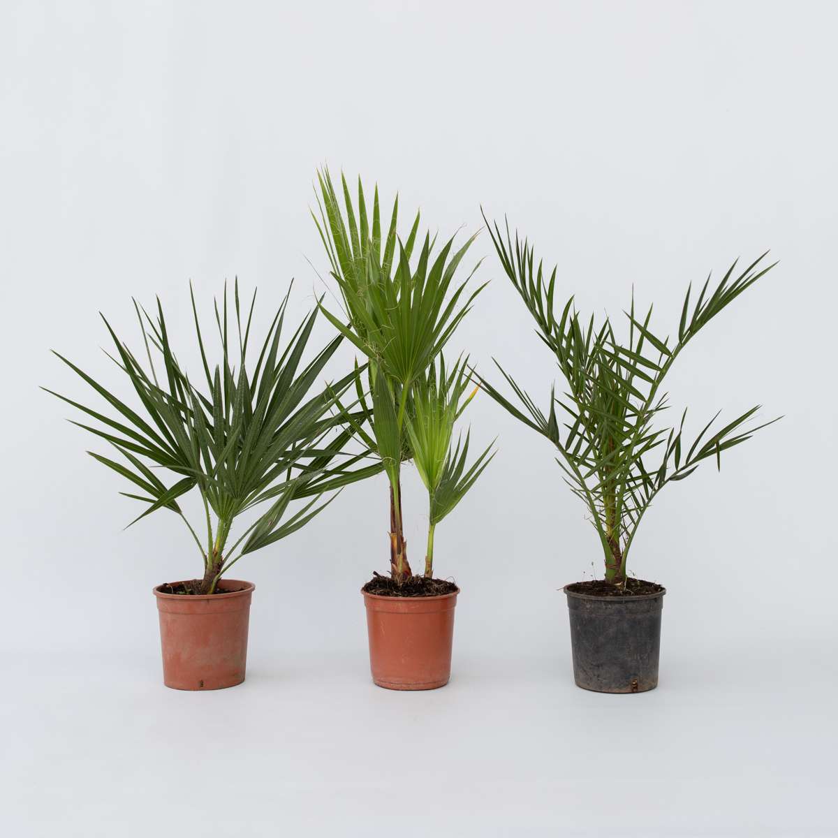 Garden Palms Gartenpalmen - 3 Stk - Phoenix,Chamaerops,Washingtonia - Höhe 50-70Cm - ⌀15Cm