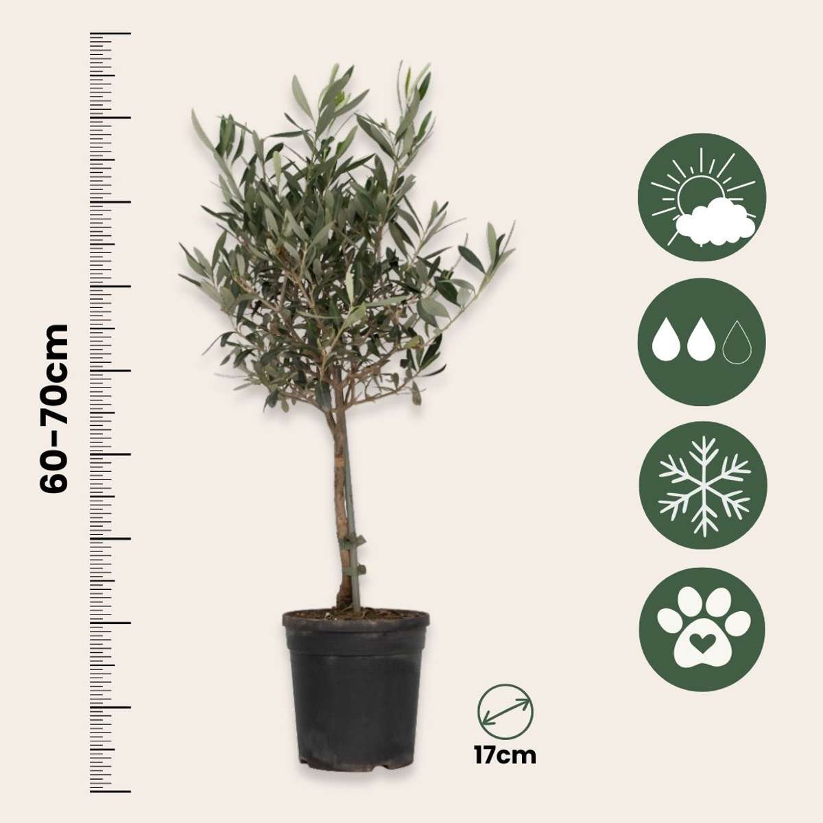 Olive Trees Olivenbaum - Olea Europaea - Höhe 60-70Cm - ⌀17Cm