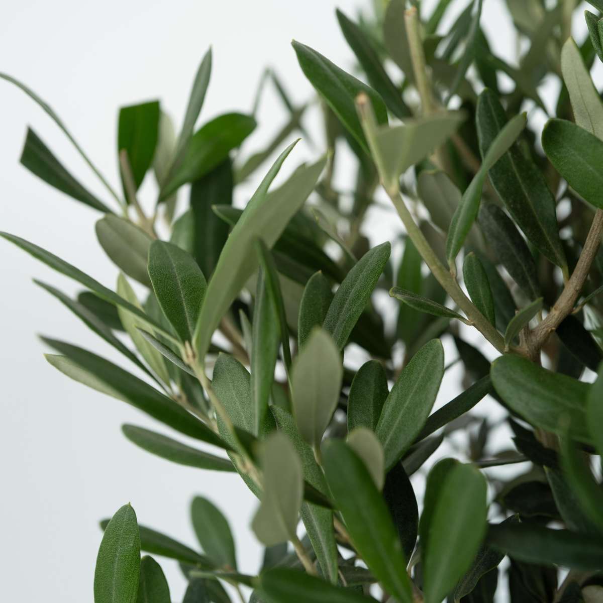 Olive Trees Olivenbaum - Olea Europaea - Höhe 60-70Cm - ⌀17Cm