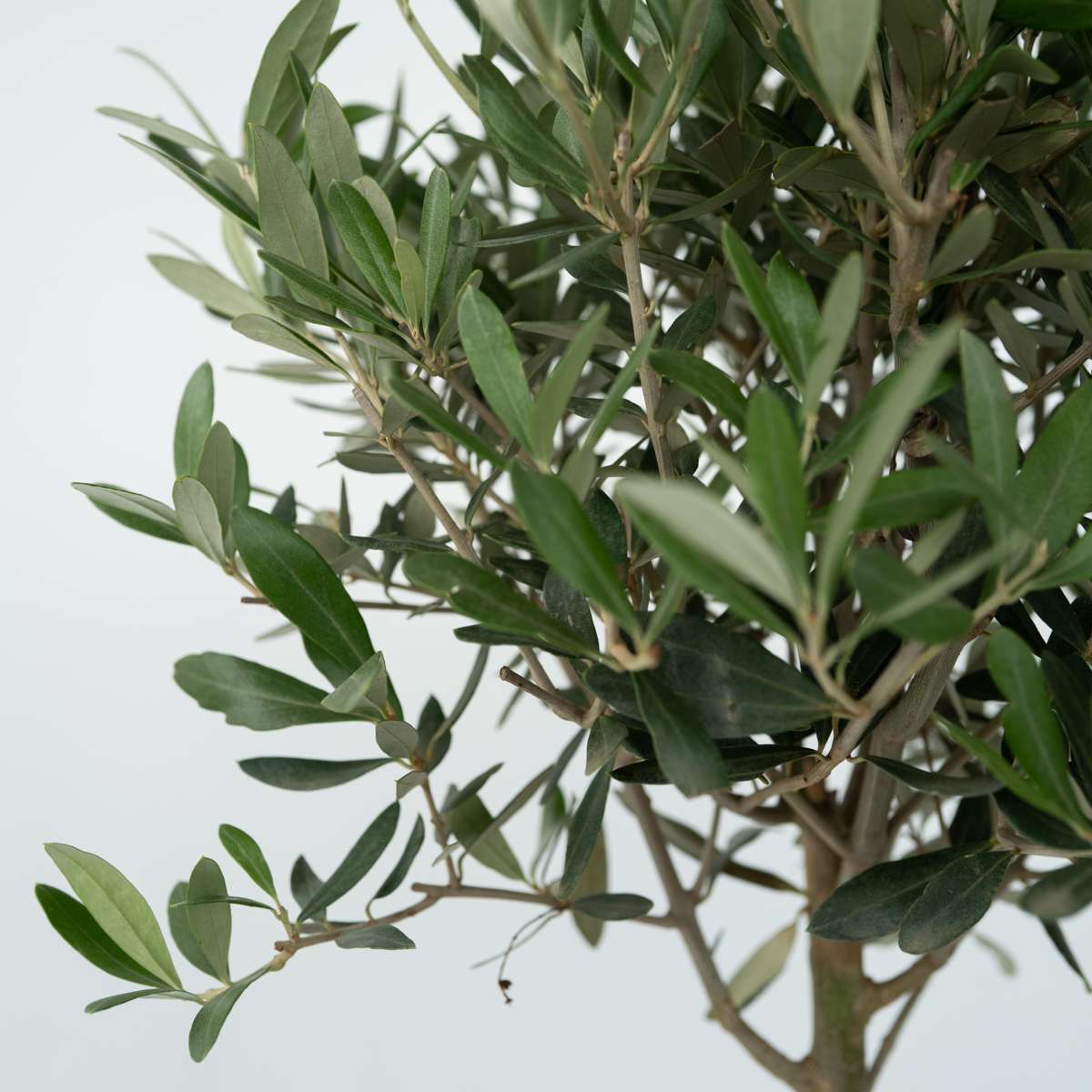 Olive Trees Olivenbaum - Olea Europaea - Höhe 60-70Cm - ⌀17Cm