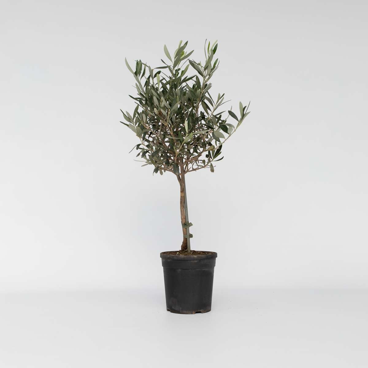 Olive Trees Olivenbaum - Olea Europaea - Höhe 60-70Cm - ⌀17Cm