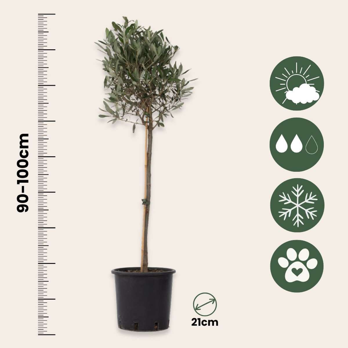 Olive Trees Olivenbaum - 2 Stk - Olea Europaea - Höhe 90-100Cm - ⌀21Cm