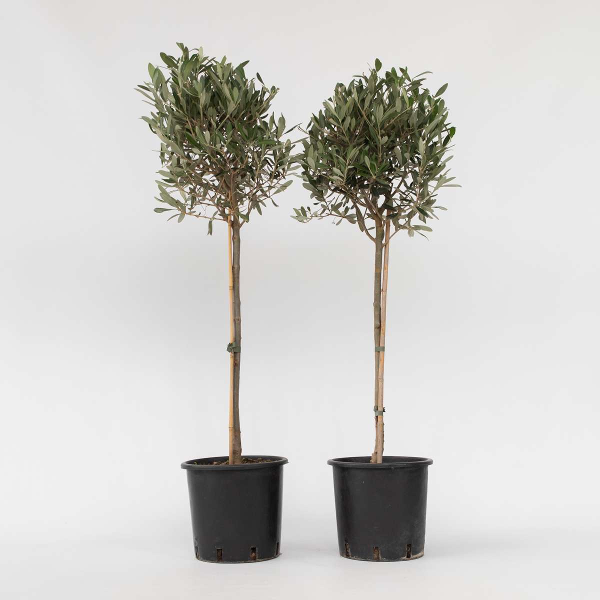 Olive Trees Olivenbaum - 2 Stk - Olea Europaea - Höhe 90-100Cm - ⌀21Cm