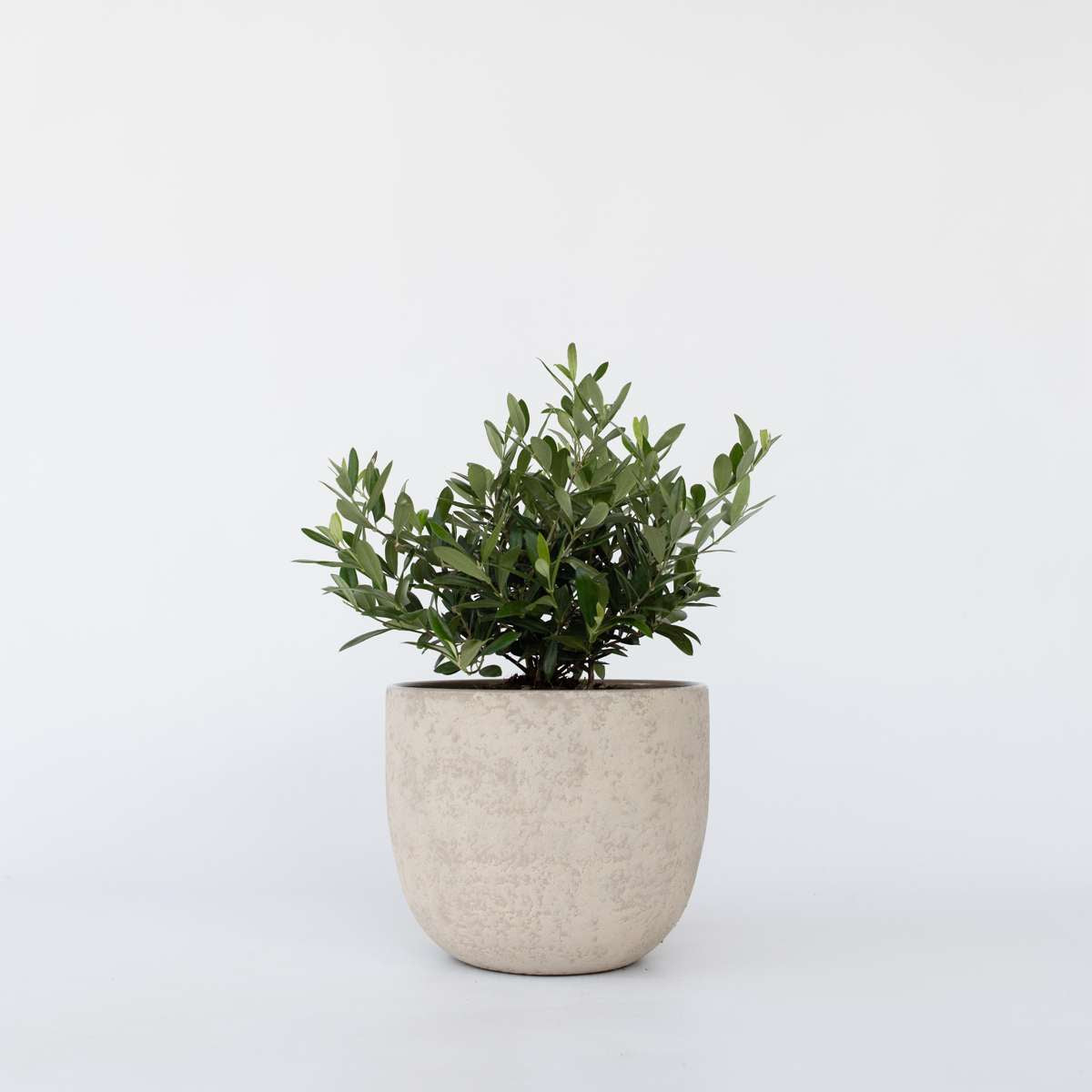 Olive Trees Olivenbaum - Olea Europaea - Höhe 30-40Cm - ⌀21Cm