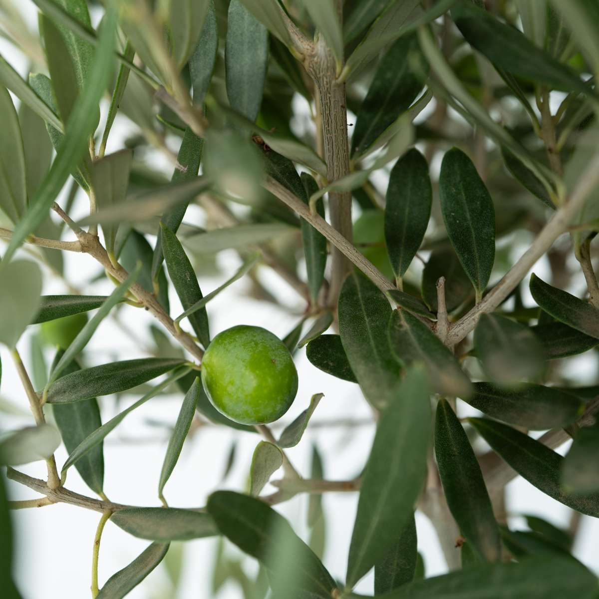 Olive Trees Olivenbaum - Olea Europaea - Höhe 30-40Cm - ⌀21Cm