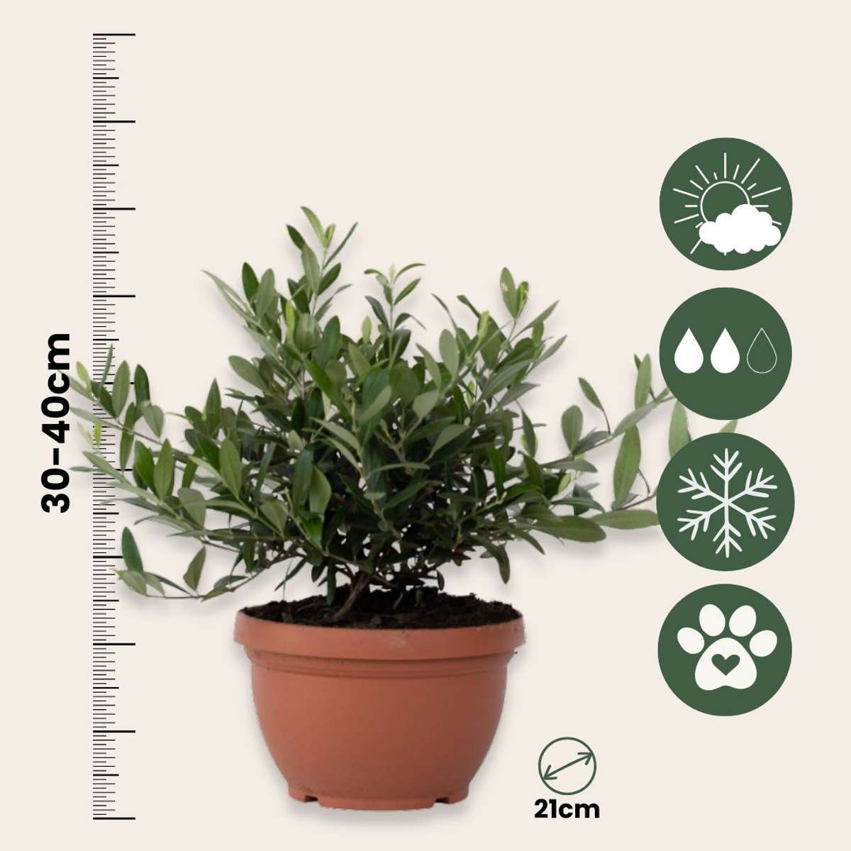 Olive Trees Olivenbaum - Olea Europaea - Höhe 30-40Cm - ⌀21Cm