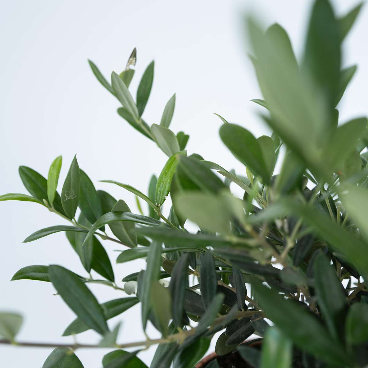 Olive Trees Olivenbaum - Olea Europaea - Höhe 30-40Cm - ⌀21Cm