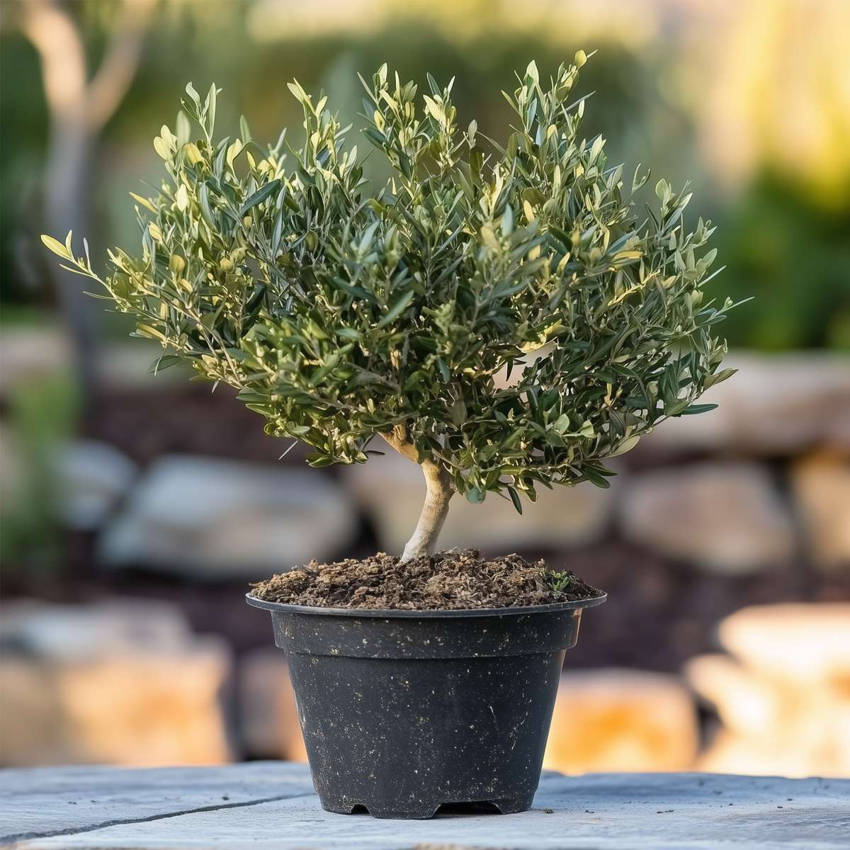 Olive Trees Olivenbaum - Olea Europaea - Höhe 30-40Cm - ⌀21Cm