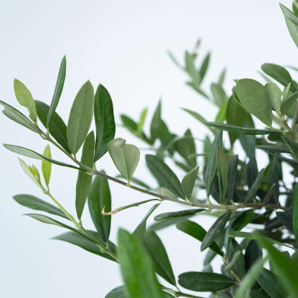 Olive Trees Olivenbaum - Olea Europaea - Höhe 30-40Cm - ⌀21Cm