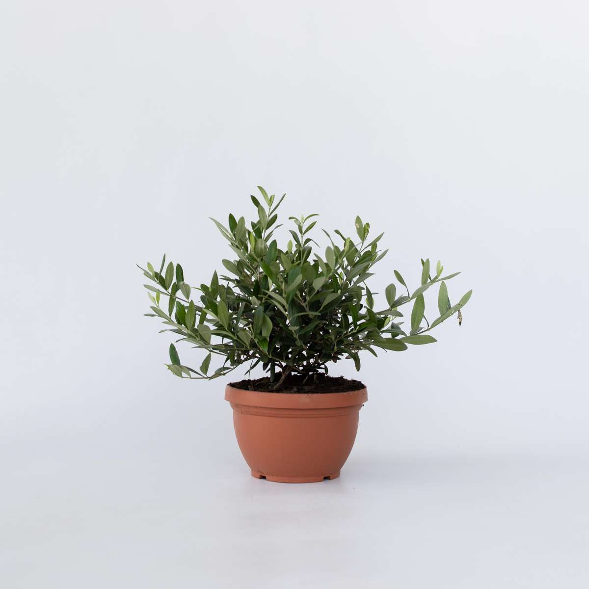 Olive Trees Olivenbaum - Olea Europaea - Höhe 30-40Cm - ⌀21Cm