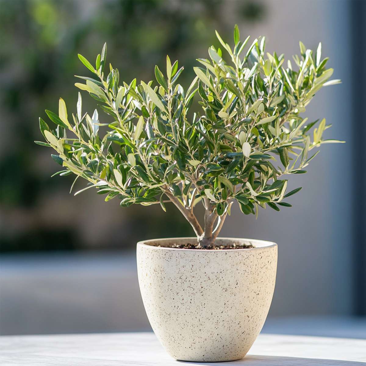 Olive Trees Olivenbaum - Olea Europaea - Höhe 30-40Cm - ⌀21Cm