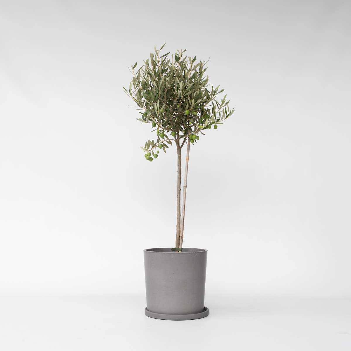 Olive Trees Olivenbaum - Olea Europaea - Höhe 80-90Cm - ⌀19Cm