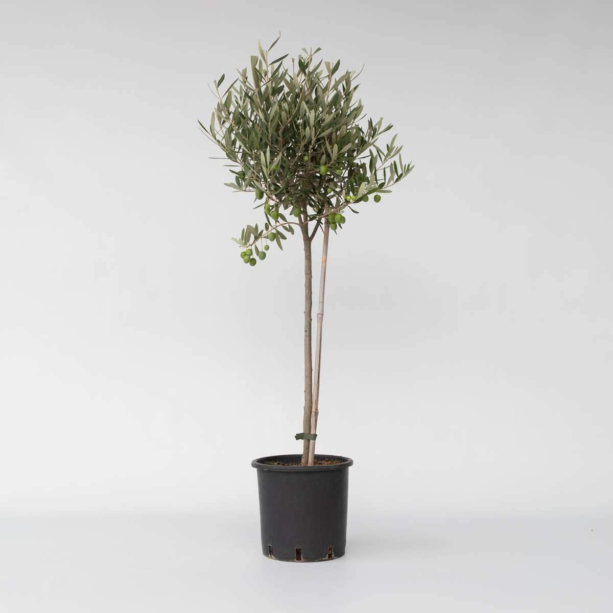 Olive Trees Olivenbaum - Olea Europaea - Höhe 80-90Cm - ⌀19Cm