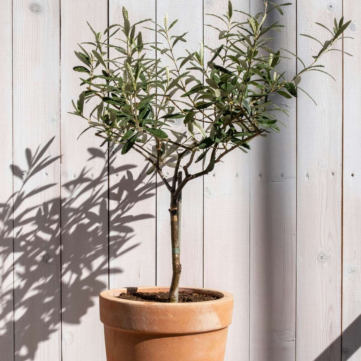 Olive Trees Olivenbaum - Olea Europaea - Höhe 80-90Cm - ⌀19Cm