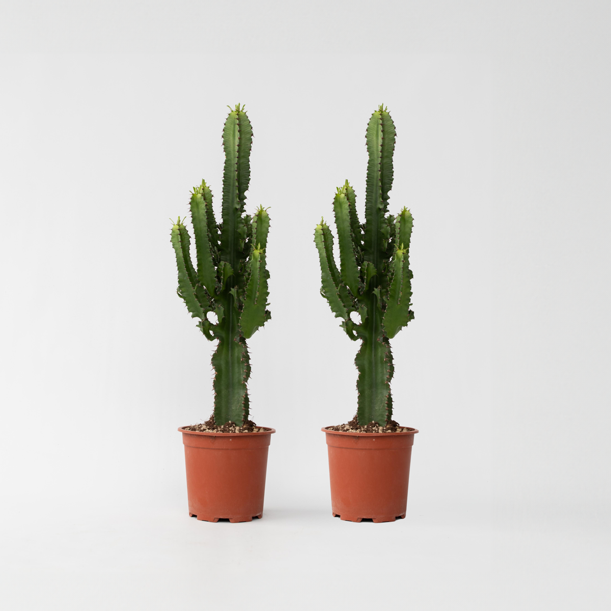 Other Green Houseplants Cowboy-Kaktus - 2 Stk - Euphorbia Ingens - Höhe 50-60Cm - ⌀17Cm