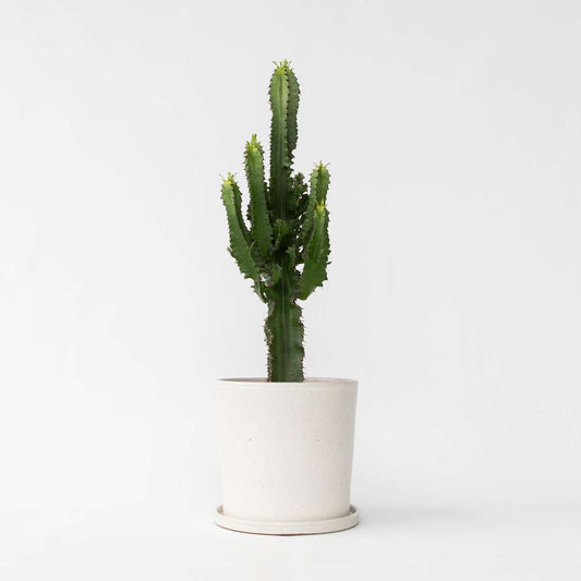 Cactus Cowboy-Kaktus - Euphorbia Ingens - Höhe 50-60Cm - ⌀17Cm