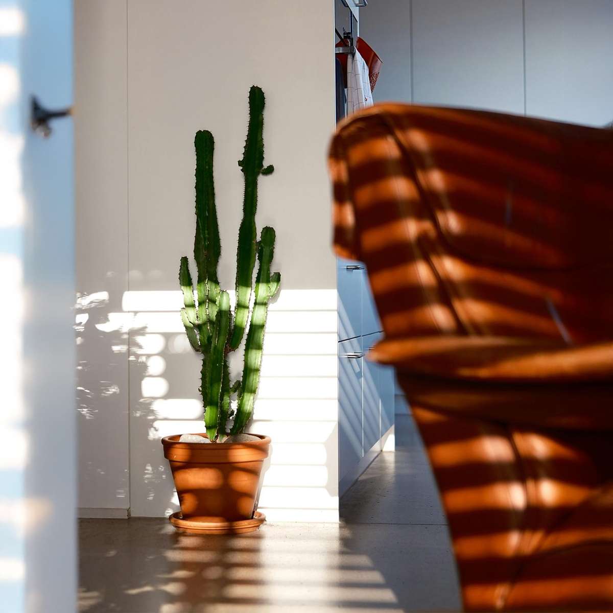 Cactus Cowboy-Kaktus - Euphorbia Ingens - Höhe 50-60Cm - ⌀17Cm