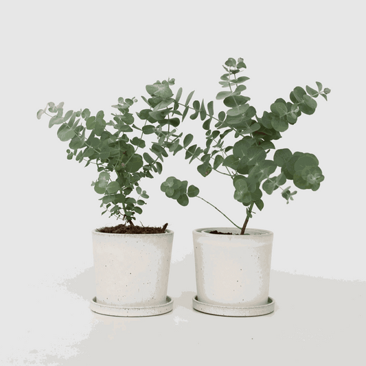 Eucalyptus Eukalyptus - 2 Stk - Eucalyptus 'Pulverulenta' - Höhe 25-40Cm - ⌀13Cm