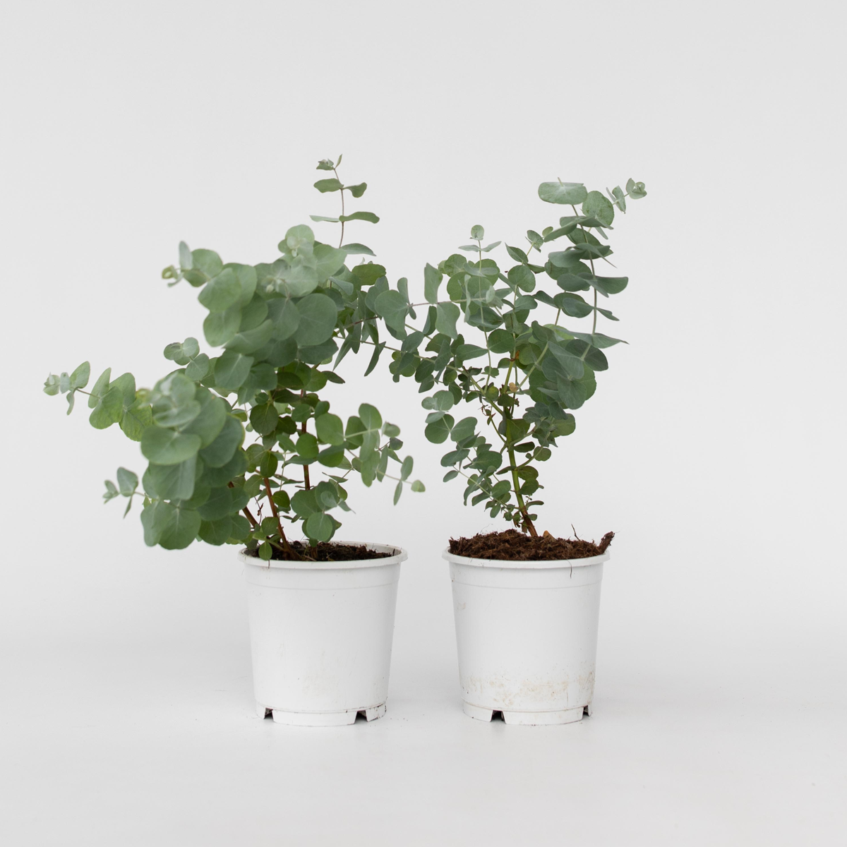 Eucalyptus Eukalyptus - 2 Stk - Eucalyptus 'Pulverulenta' - Höhe 25-40Cm - ⌀13Cm