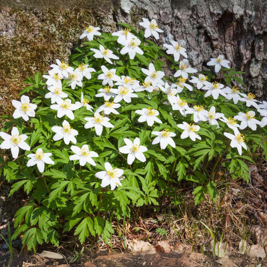 Other Shrubs Christrosen - 6 Stk - Helleborus Niger 'Mont Blanc' - Höhe 20-30Cm - ⌀12Cm