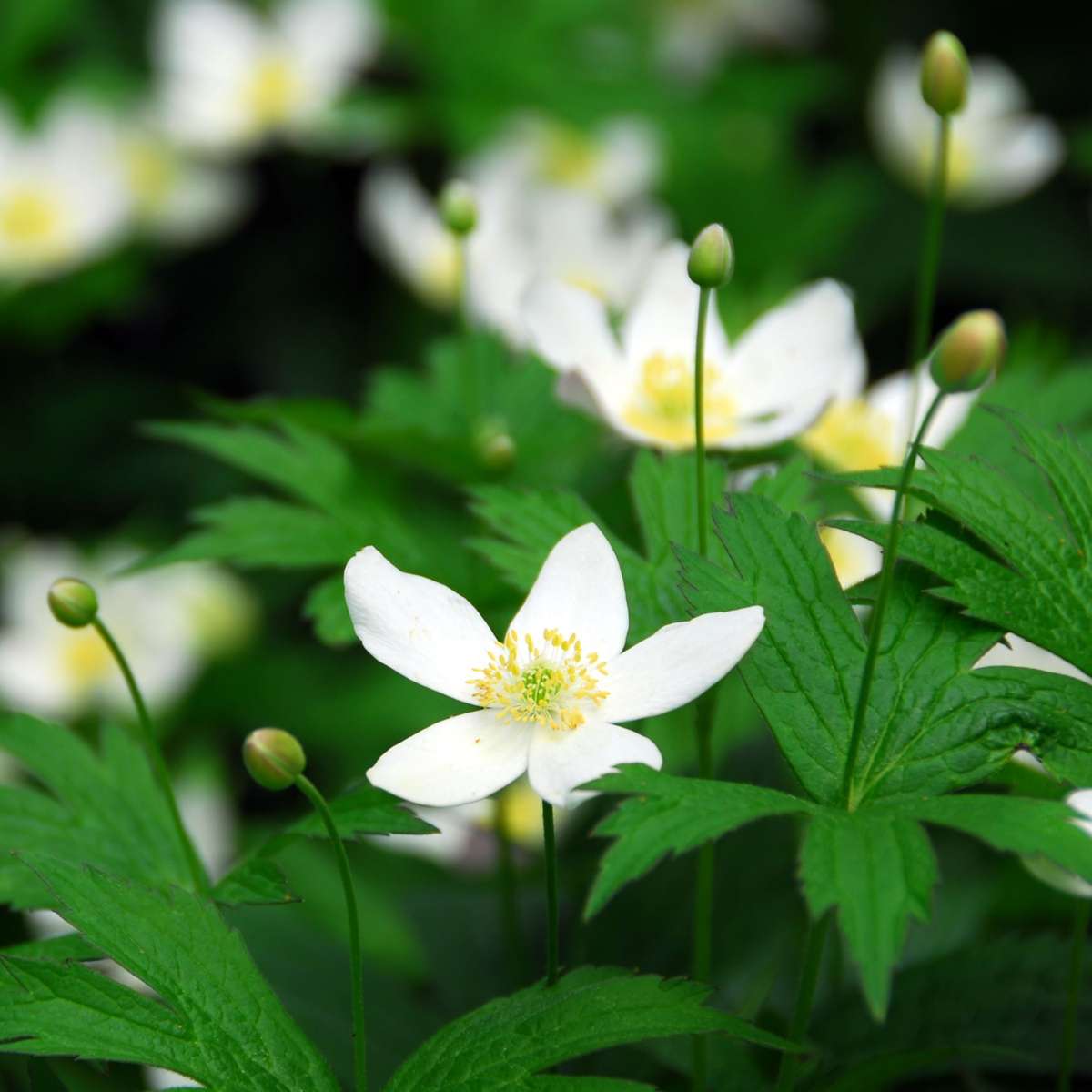 Other Shrubs Christrosen - 6 Stk - Helleborus Niger 'Mont Blanc' - Höhe 20-30Cm - ⌀12Cm