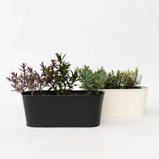 Hebe Strauchveronika - 12 Stk - Hebe Pinguifolia - Höhe 15-20Cm - ⌀11Cm