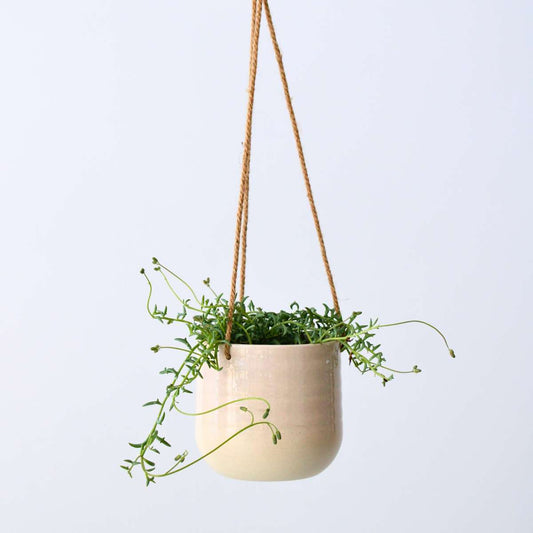 Hanging Plants Delphinkette - Senecio Peregrinus - Höhe 10-20Cm - ⌀12Cm